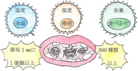 口の中は細菌増殖の好条件が揃っています
